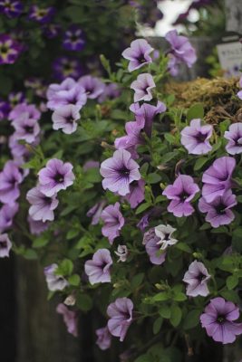 IMG_2557_R_1