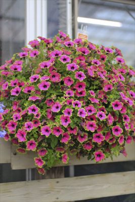 IMG_2663_R_1