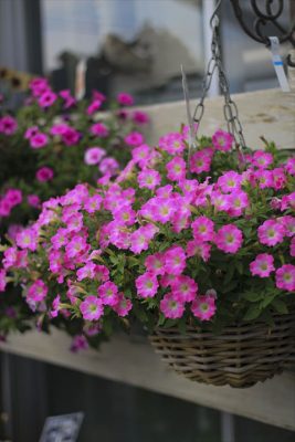 IMG_2664_R_1