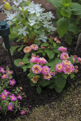 IMG_2666_R_1