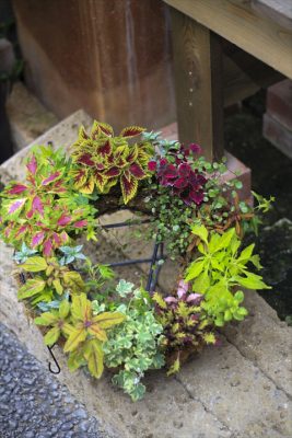 IMG_2678_R_1
