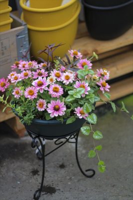 IMG_3191_R_1