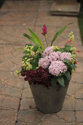 IMG_3606_R_1