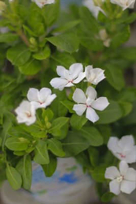 IMG_3613_R_1