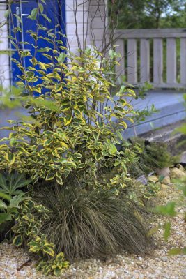IMG_3617_R_1