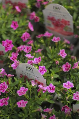 IMG_3642_R_1