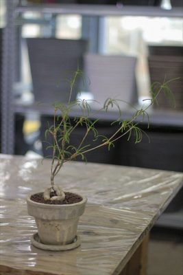 IMG_3659_R_1