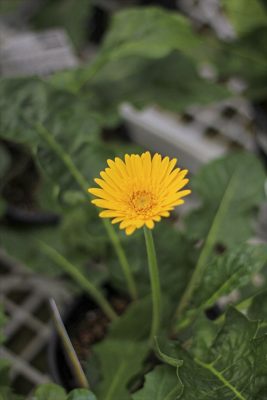 IMG_3681_R_1