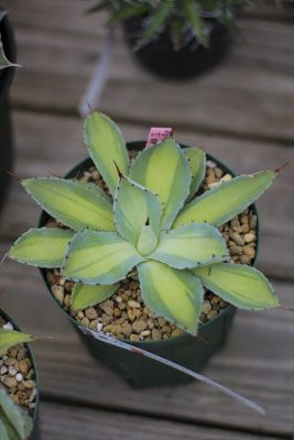 IMG_3687_R_1
