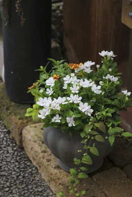 IMG_3700_R_1