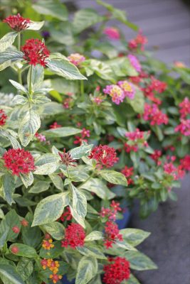 IMG_3702_R_1