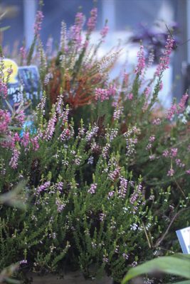 IMG_3703_R_1