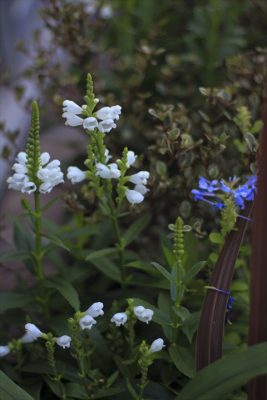 IMG_3704_R_1