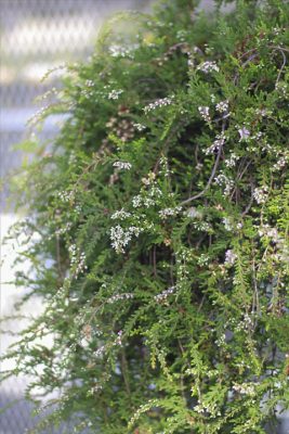 IMG_3718_R_1