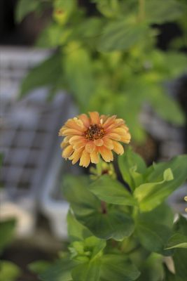 IMG_3724_R_1