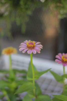 IMG_3725_R_1