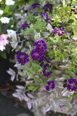 IMG_3732_R_1