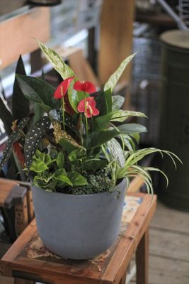 IMG_3775_R_1
