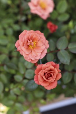 写真 2025-03-20 11 13 37_R_1