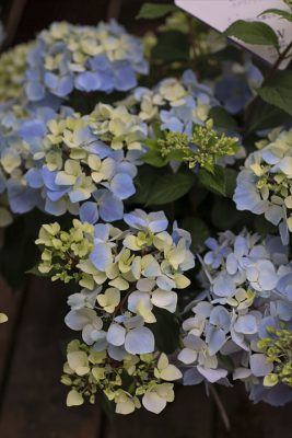 写真 2025-04-10 11 30 42_R_1