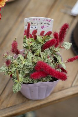 写真 2025-04-23 17 04 28_R_1