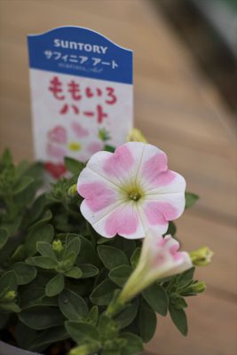 写真 2025-03-31 10 08 18_R_1