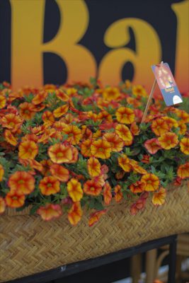 IMG_2833_R_1