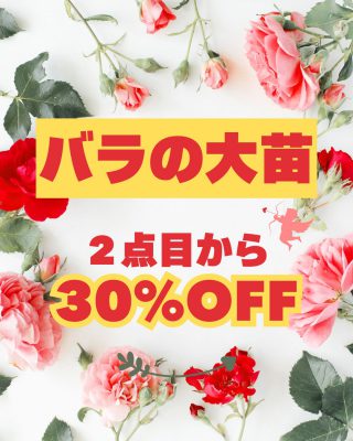 バラの大苗 (Instagramの投稿（45）)