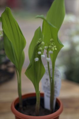 写真 2025-04-10 16 19 51_R_1
