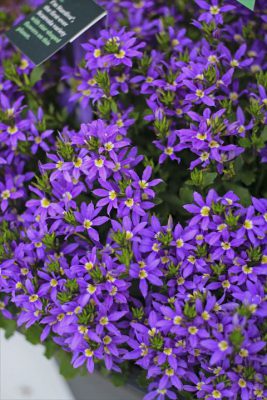 IMG_2910_R_1