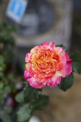 写真 2025-05-06 16 28 28_R_1