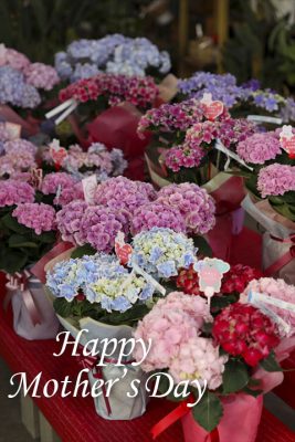 写真 2025-05-10 17 35 28_R_1 のコピー