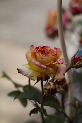 写真 2025-05-10 10 03 14_R_1