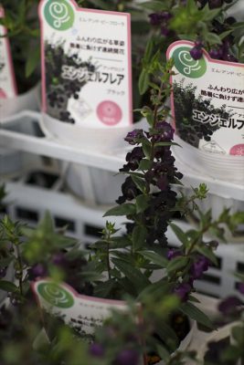 写真 2025-06-04 17 20 41_R_1