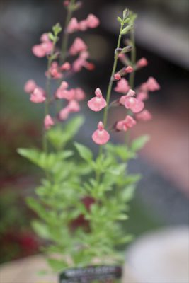写真 2025-06-11 16 09 25_R_1