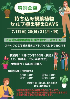 持ち込み観葉2025.7 (3)