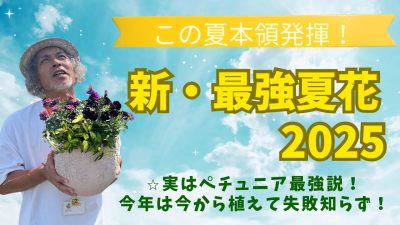 新・最強夏花2025