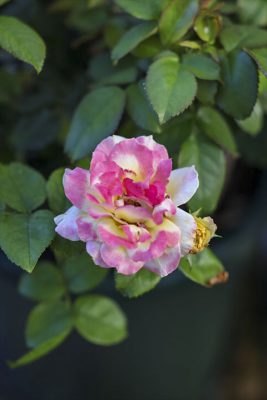 写真 2025-07-13 7 16 51_R_1