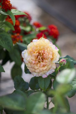 写真 2025-07-13 7 17 35_R_1