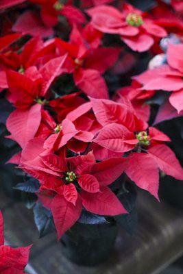 写真 2025-10-30 16 31 17_R_1