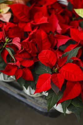 写真 2025-10-30 16 30 02_R_1