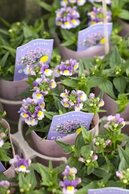 写真 2025-10-30 16 27 13_R_1