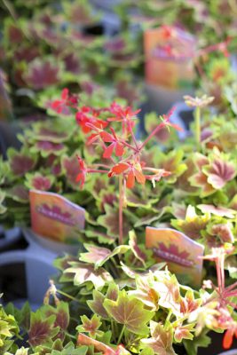 写真 2025-10-29 15 47 42_R_1