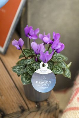 写真 2025-10-31 16 39 42_R_1