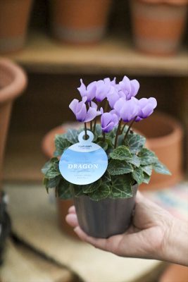 写真 2025-10-31 16 41 06_R_1