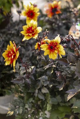 写真 2025-11-06 15 54 06_R_1