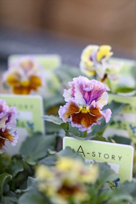 写真 2025-11-21 16 11 22_R_1