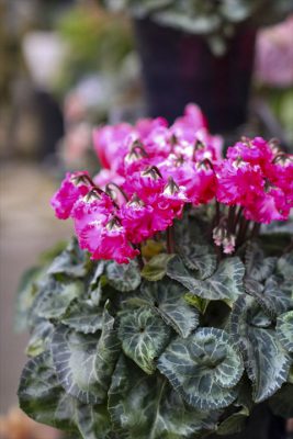 写真 2025-11-19 15 51 31_R_1