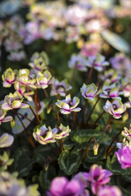 写真 2025-11-06 15 55 36_R_1