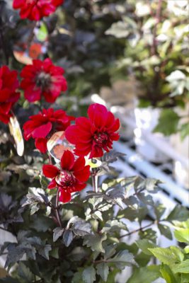 写真 2025-11-16 9 26 10_R_1